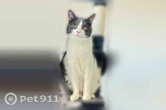 Lost and found pets Germantown, photo: Lost Cat, Casentino Street, 1134, Memphis, Germantown — white and grey male