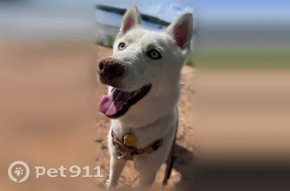 Lost female dog, 2435, Charlotte — white Husky with blue eyes - photo