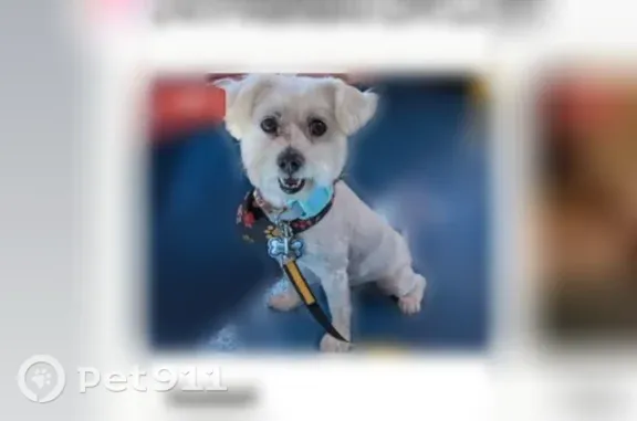 Lost and found pets San Diego, photo: Lost dog, male, Brookhaven Road, San Diego — light blue and white striped collar