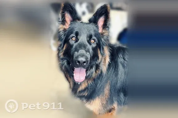Lost male dog, Forester Circle, Menifee — black and tan German shepherd - photo