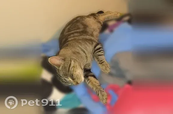Lost cat, Cypress Street, 1642, Pueblo — male tabby with a white muzzle - photo