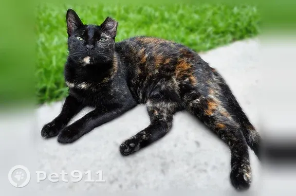 Lost cat, Arden Ridge Court, 364, Suwanee — female, usually stays on the block - photo