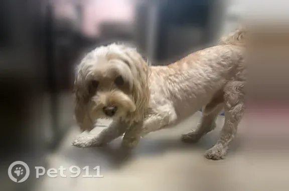 Lost Dog, male, Stanford Avenue, 11877, Los Angeles — sweet and non-aggressive - photo