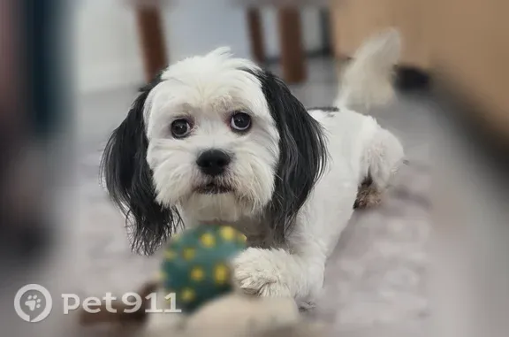 Lost dog, Elgin Drive, El Paso — small male Shih Tzu–Poodle mix - photo