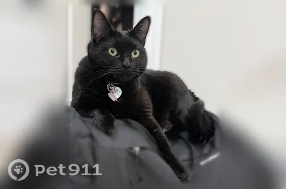 Lost cat, female, 33rd Street West, 2504, Lehigh Acres, Cape Coral — lilac collar - photo