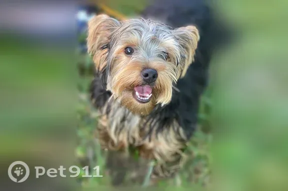Lost male dog, West Green Tree Road, 5301, Milwaukee — black and brown with gray fur - photo