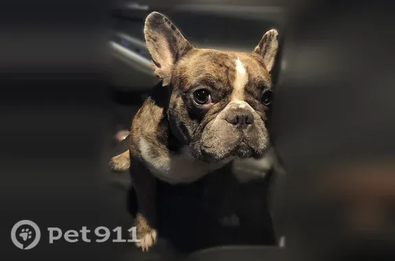 Missing dog Macclenny, photo: Lost dog, Copper Creek Drive, 1115, Macclenny — male French Bulldog