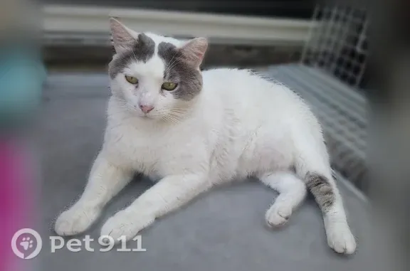 Lost and found pets Las Vegas, photo: Lost male cat, Mountain Aster Avenue, 10456, Las Vegas — white with gray markings