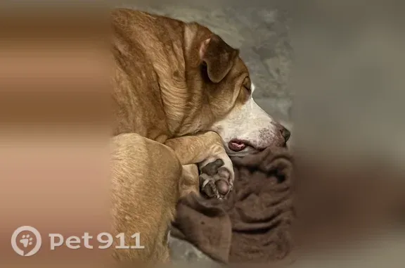 Lost dog, Paris Avenue, Akron — brown and white, chunky - photo
