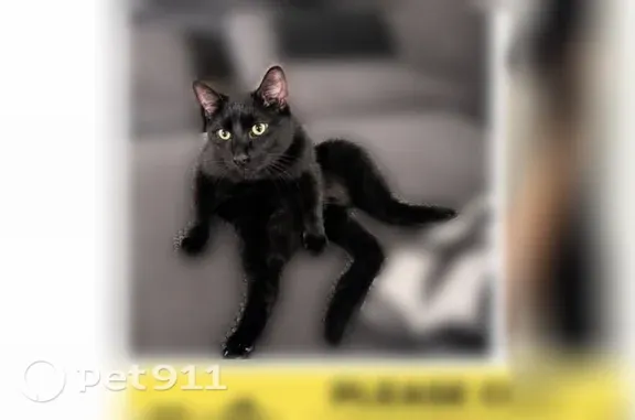 Lost and found pets Mobile, photo: Lost male cat, East Towner Street, 3161, Tucson, Mobile — high-pitched meow