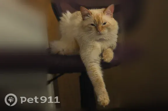 Lost cat, Seaview Avenue, 3, Old Orchard Beach, Dunstan — male Siberian with a white coat and auburn ears - photo