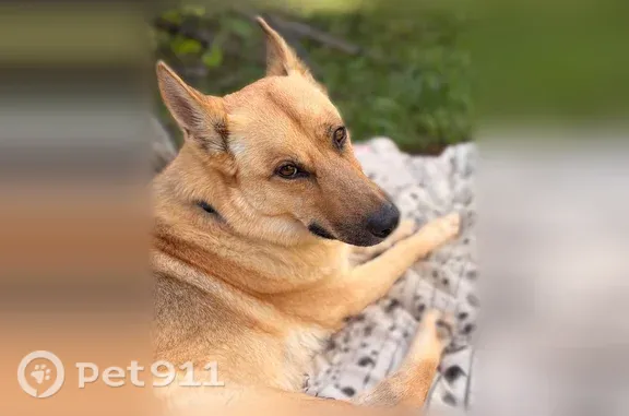 Lost dogs, West Vervain Avenue, 4532, San Tan Valley — Remington and Oscar - photo