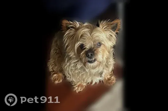 Lost dog, 224th Street, 130-37, Manhattan — male, 14 years old - photo
