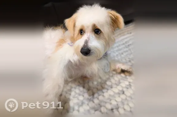 Lost dog, Chandelle Court, 9S075, Naperville — shy male with a white wavy coat and tan markings - photo