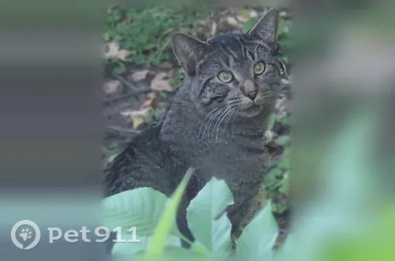 Lost and found pets St. Paul, photo: Found cat, male, Marshall Avenue, 420, St. Paul — brown tabby who approaches for food
