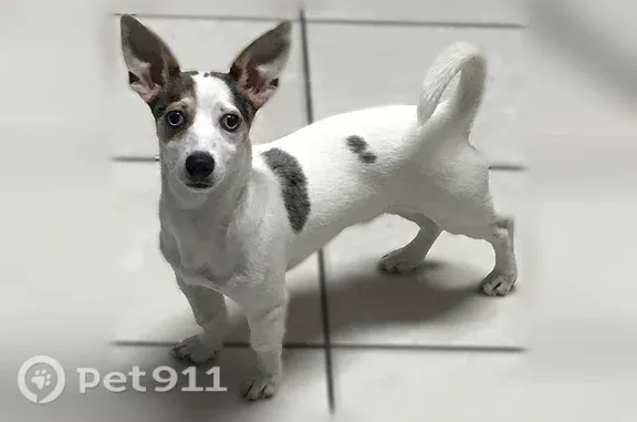 Lost male dog, Southwest 211 Street, 10701, Cutler Bay — small terrier mix with light blue eyes - photo