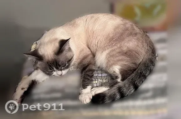 Lost female cat, South Bonfield Street, 2952, Chicago — ragdoll with a raccoon-like tail - photo