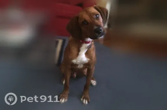 Lost dog, Hawthorne Road, 8910, La Plata — male redbone coonhound with white markings - photo