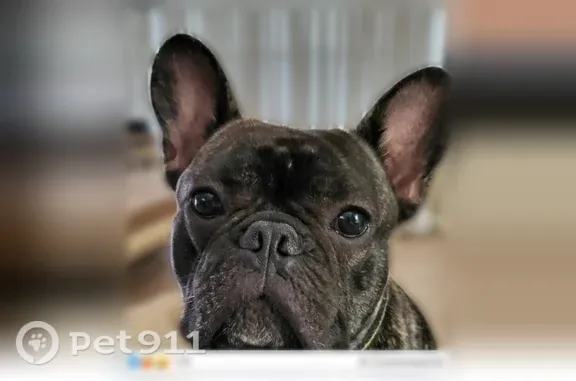 Lost male dog, Vista del Lago Boulevard, Dundee, Auburndale — black brindle French Bulldog - photo