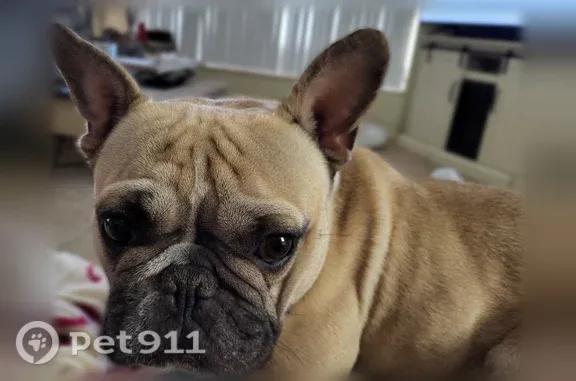 Lost dog, Vista del Lago Boulevard, Dundee, Auburndale — male cream French Bulldog - photo
