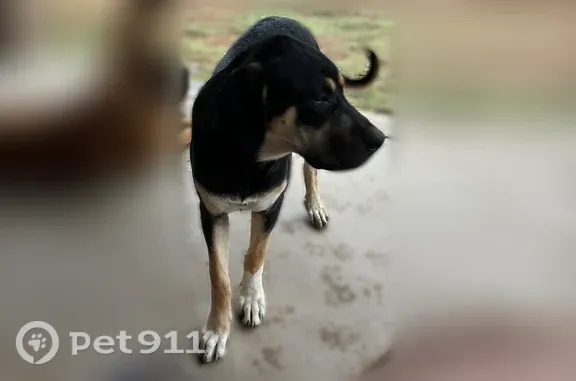 Lost dog, East Broadway Road, 10741, Mesa, Mesa — female Rottweiler coloring - photo