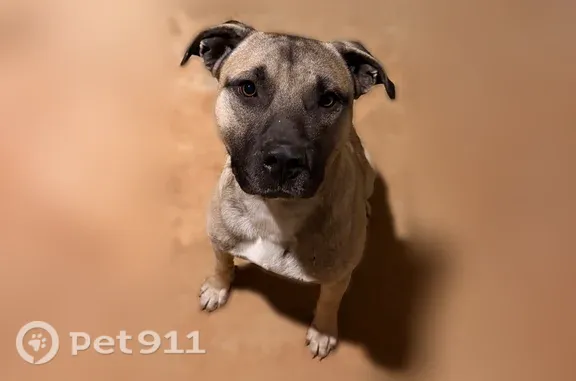 Lost and found pets Jacksonville, photo: Found dog, Lee Mac Drive, 1316, Jacksonville — male, sweet and knows how to sit