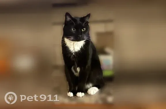 Lost cat, Airport Avenue, 3422, Caldwell — male tuxedo cat with white paws - photo