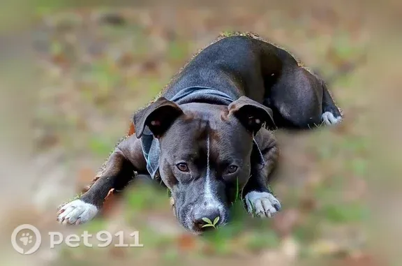 Lost and found pets Baton Rouge, photo: Lost dog, male, U.S. 31, 34649, Stapleton, Baton Rouge — black harness and collar