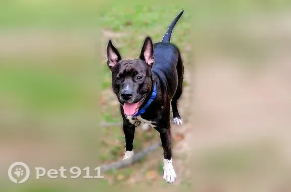 Lost and found pets Baton Rouge, photo: Lost Dog, U.S. 31, 34649, Stapleton, Baton Rouge — black with white paws and chest