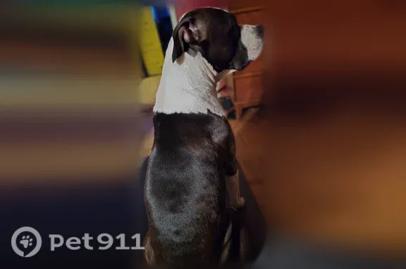 Lost male dog, Benton Pike NE, Cleveland — timid American Bully-Cane Corso mix - photo