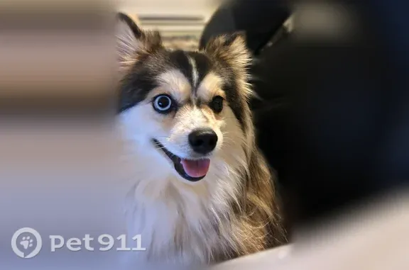 Lost female dog, Worcester Street, 434, Southbridge, Fiskdale — wearing a light purple harness - photo