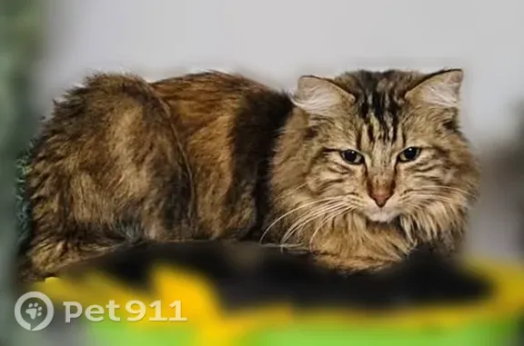 Lost and found pets Wichita, photo: Lost female cat, Hollywood Drive, 413, Wichita — medium long hair