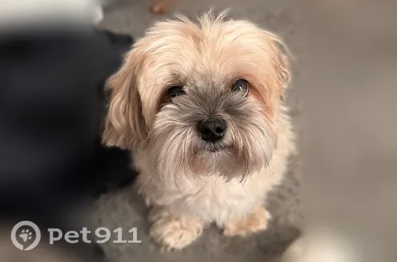 Lost dog, West Park Drive, 2558, Murfreesboro — male, light brown hair - photo