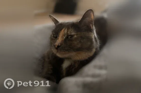 Lost cat, Albert Street, 27625, Novi — female with light brown, brown, and white fur - photo