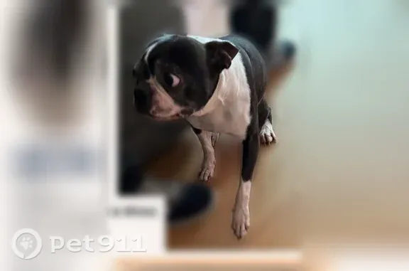 Lost dog, Los Angeles — male Boston terrier - photo