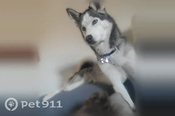 Missing dog Lawton, photo: Lost dog, Lawton — female with blue eyes