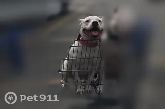 Lost dog, Superior Boulevard, Four Corners, Four Corners — white female pocket bully - photo