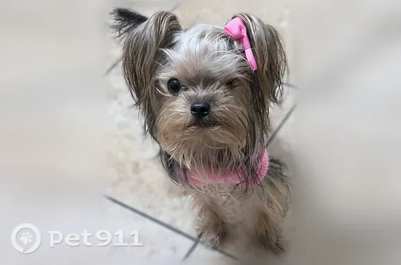 Lost and found pets Bakersfield, photo: Lost Dog, Wilson Road, 6242, Bakersfield — one-eyed female, 1 year old