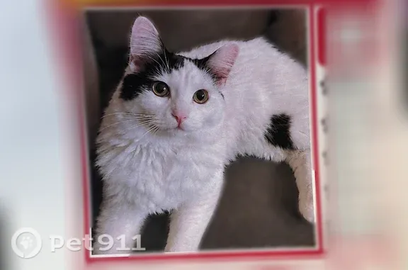 Lost female cat, West Payson Road, 8422, Phoenix — medium-haired with a black tail - photo