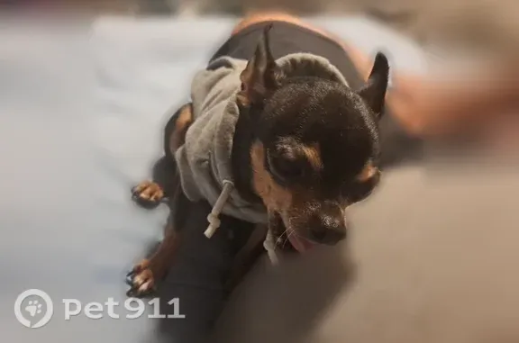Lost Dog, East 2nd Avenue, 248, Sutherlin — female Chihuahua who loves people - photo