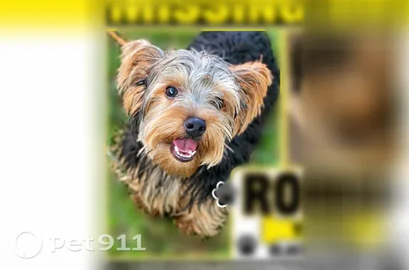 Missing dog Milwaukee, photo: Lost dog, North 55th Street, 7059, Milwaukee — shy male with black and brown fur