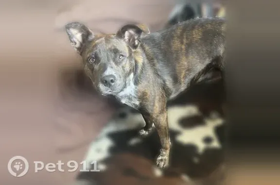 Lost dog, Ten Mile Bridge Road, 6162, Fort Worth — sweet and shy female pit mix - photo