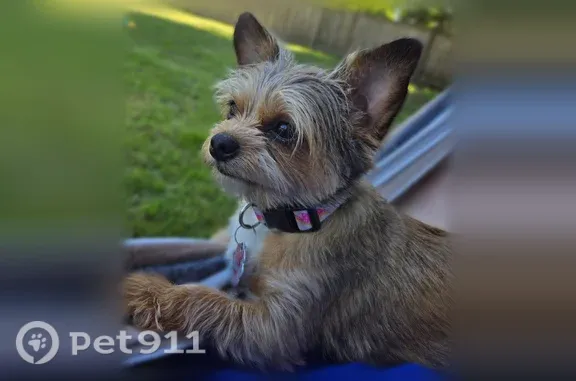 Lost dog, female, NE 141st Pl, Seattle — Yorkie mix - photo