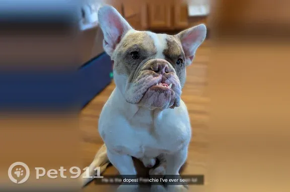 Lost male dog, South Francisco Avenue, 5841, Chicago — tan, brown and white French bulldog mix - photo
