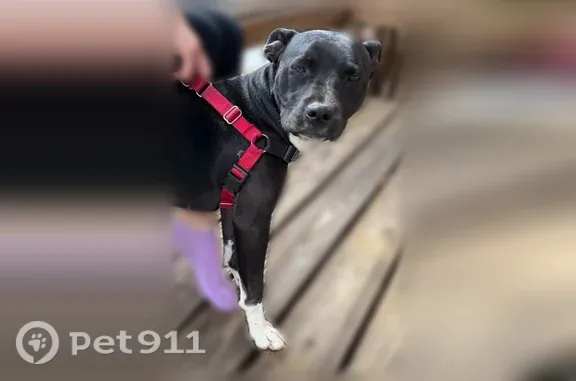 Lost female dog, Amanda Hill Road, Asheville — spunky and friendly - photo