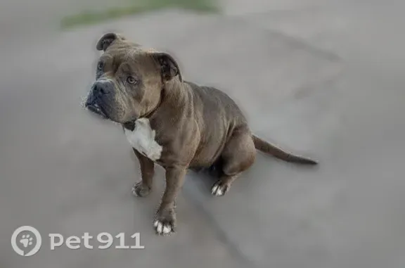 Missing dog Female, San Angelo (usl552918) - photo