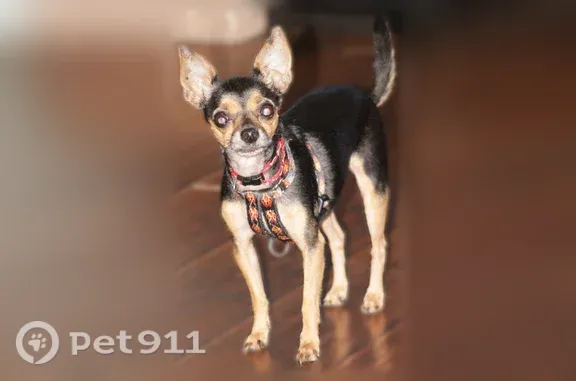 Lost female dog, Lakefront Road, 9423, Spring Hill — black and tan, about 5 lb - photo