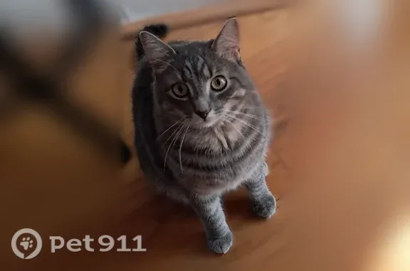 Lost and found pets Arlington, photo: Lost cat, Tiverton, Rhode Island, Arlington — male gray tabby