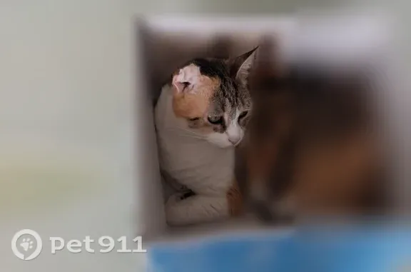 Lost female cat, Quiet Harbor Avenue, 32424, Leesburg — calico with a deformed ear - photo