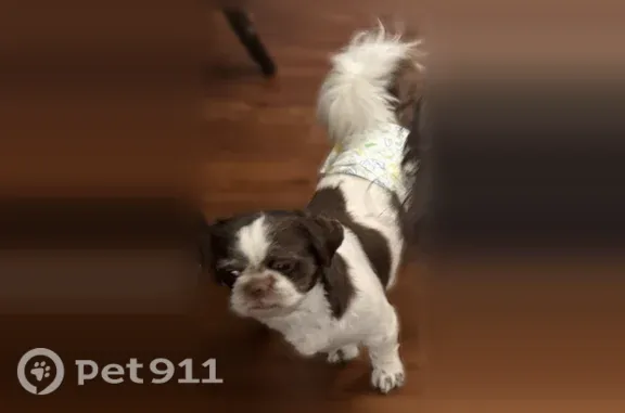 Lost dog, male, Chastine Drive, 550, Spartanburg, Cata?o — no collar - photo